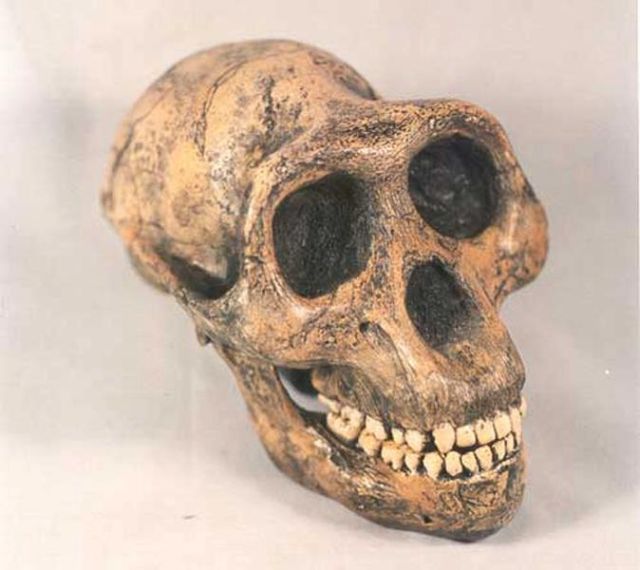 Il cranio dell'Australopithecus afarensis