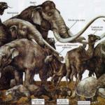 La megafauna pleistocenica